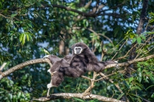 Gibbon ape