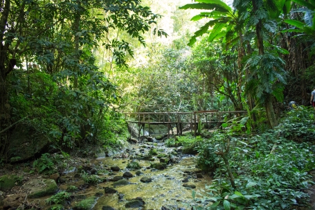 Deep in the Thai rainforest.