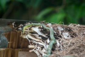 Snake on Bamboo Island.